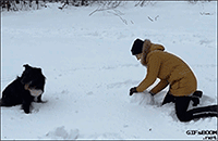 Animals-Winter-2: