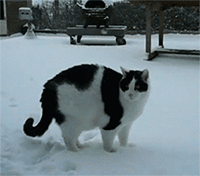 Animales -invierno -13