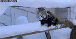 Animales -invierno -4