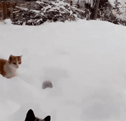 Animales -invierno -15