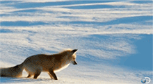 Animales -invierno -7