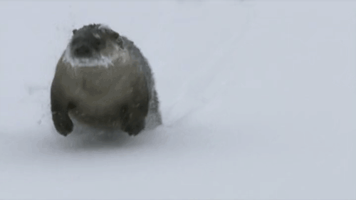 Animales -invierno -18