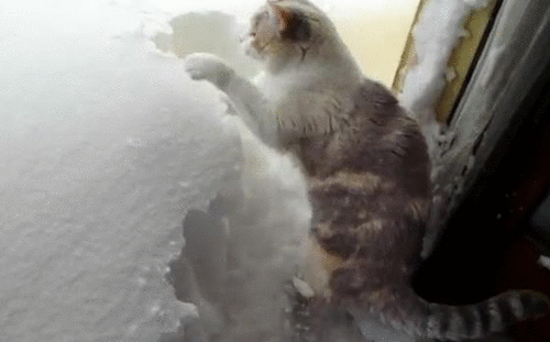 Animales -invierno -1