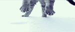 Animals-Winter-2: