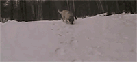 Animales -invierno -20