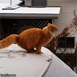 Animales -invierno -4