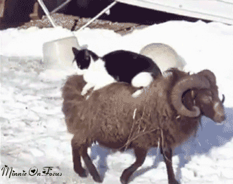 Animales -invierno -5