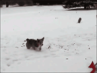Animales -invierno -7