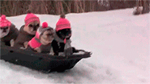 Animales-Winter-8