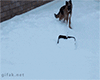 Animales -invierno -9
