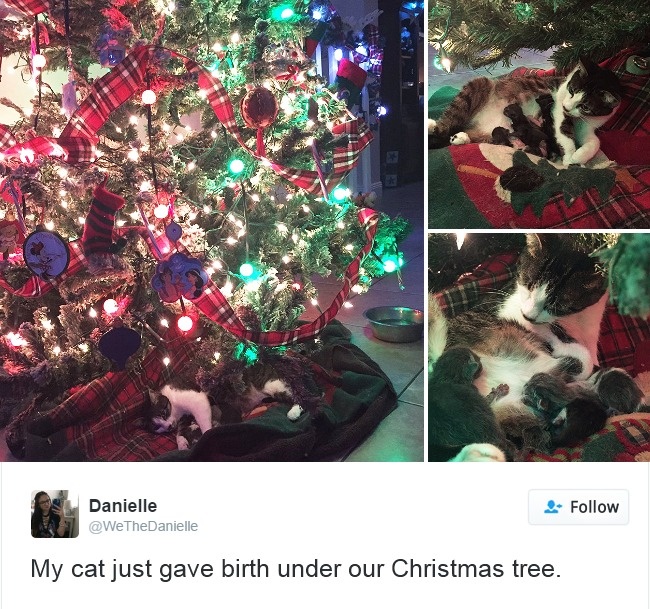 Cats- Twitter-Memes-2016-11