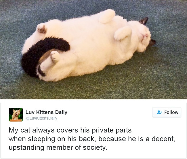 Cats-Twitter-Memes-2016-12