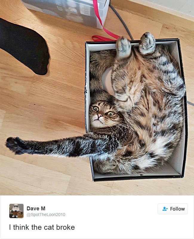 Cats- Twitter-Memes-2016-14