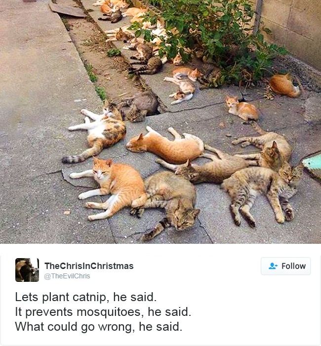 Cats- Twitter-Memes-2016-15