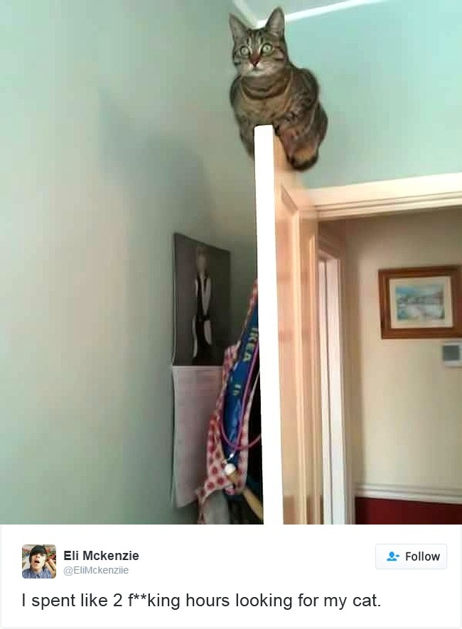 Cats- Twitter-Memes-2016-16