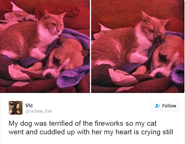 Cats- Twitter-Memes-2016-19
