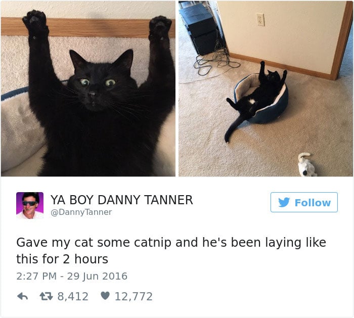 Cats-Twitter-Memes-2016-2