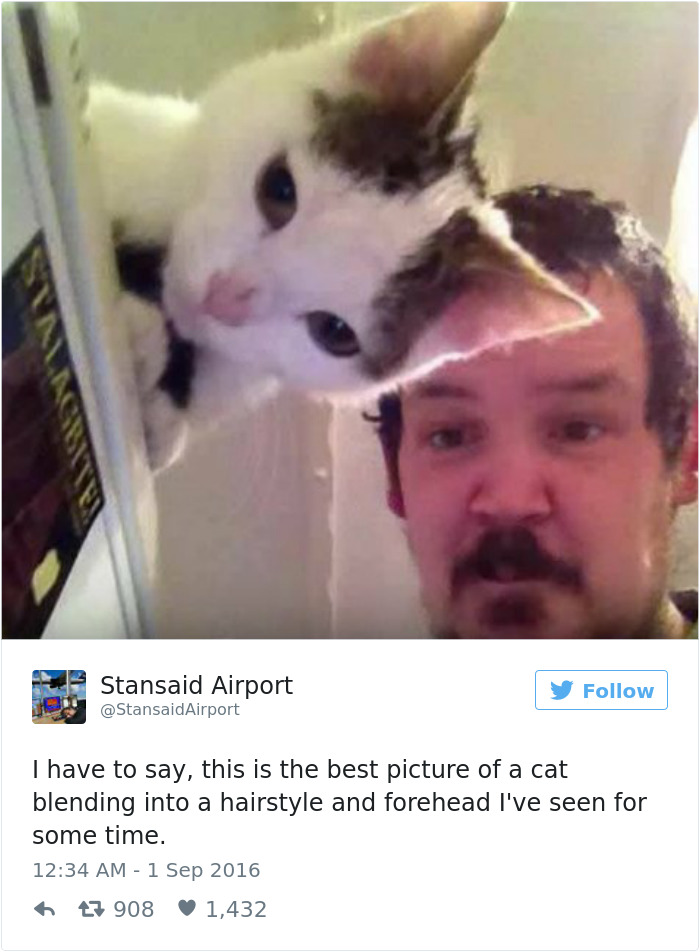 Cats-Twitter-Memes-2016-21