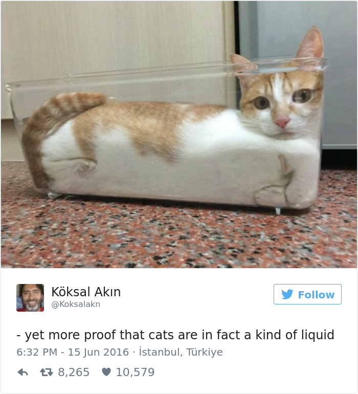 Cats-Twitter-Memes-2016-22