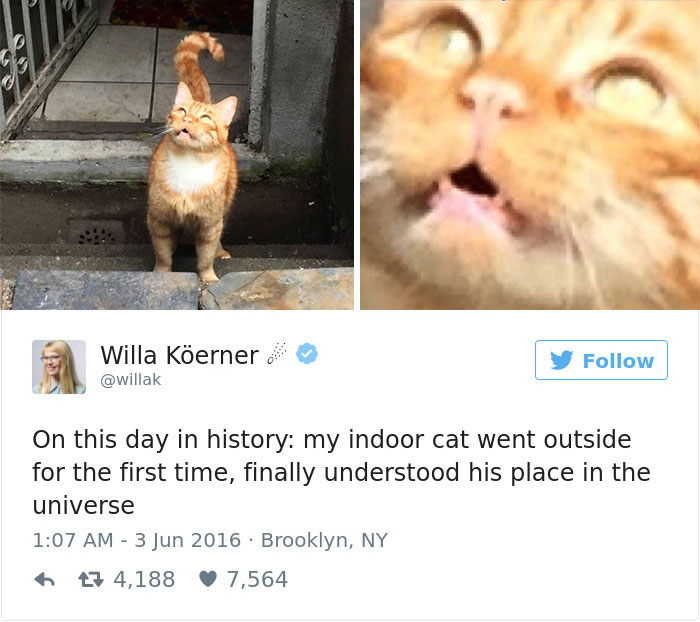 Cats- Twitter-Memes-2016-23