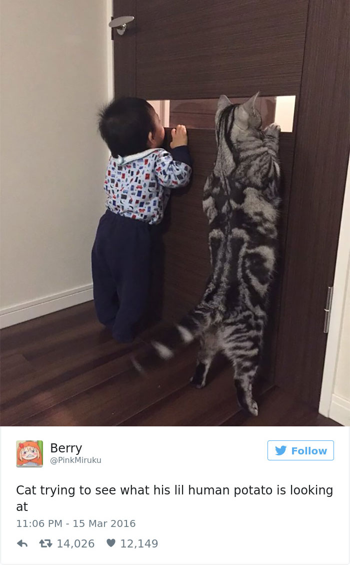 Cats-Twitter-Memes-2016-24