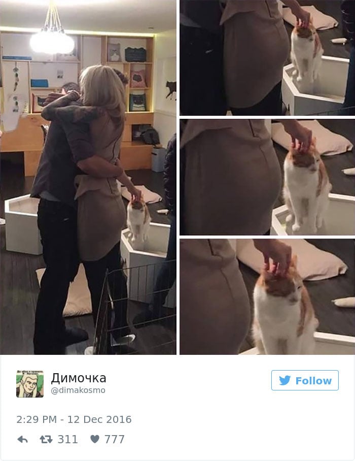 Cats-Twitter-Memes-2016-25