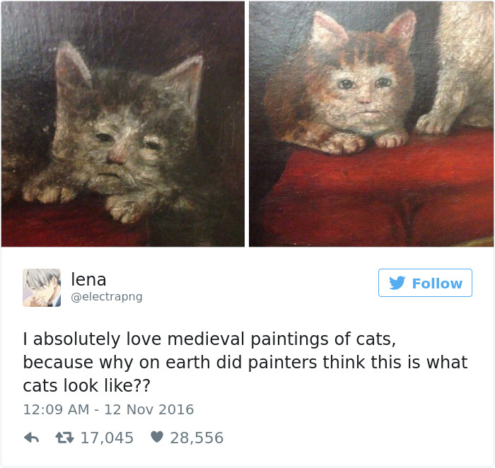 Cats-Twitter-Memes-2016-28