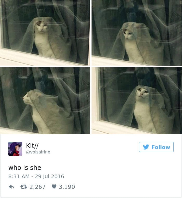 Cats- Twitter-Memes-2016-29