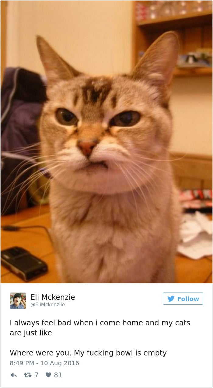 Cats- Twitter-Memes-2016-30