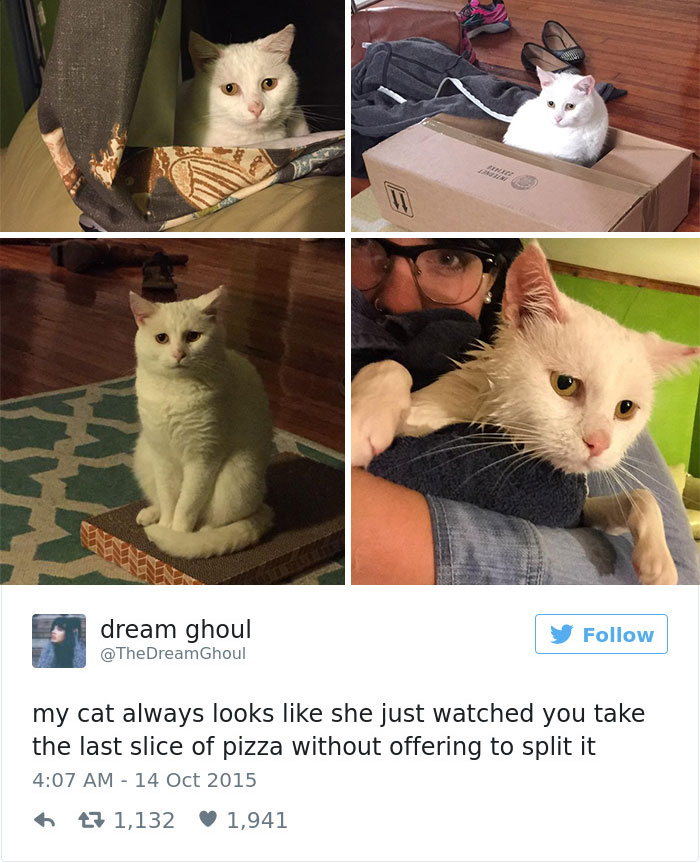 Cats- Twitter-Memes-2016-31