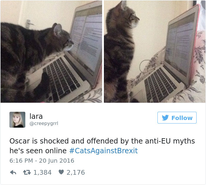 Cats- Twitter-Memes-2016-32