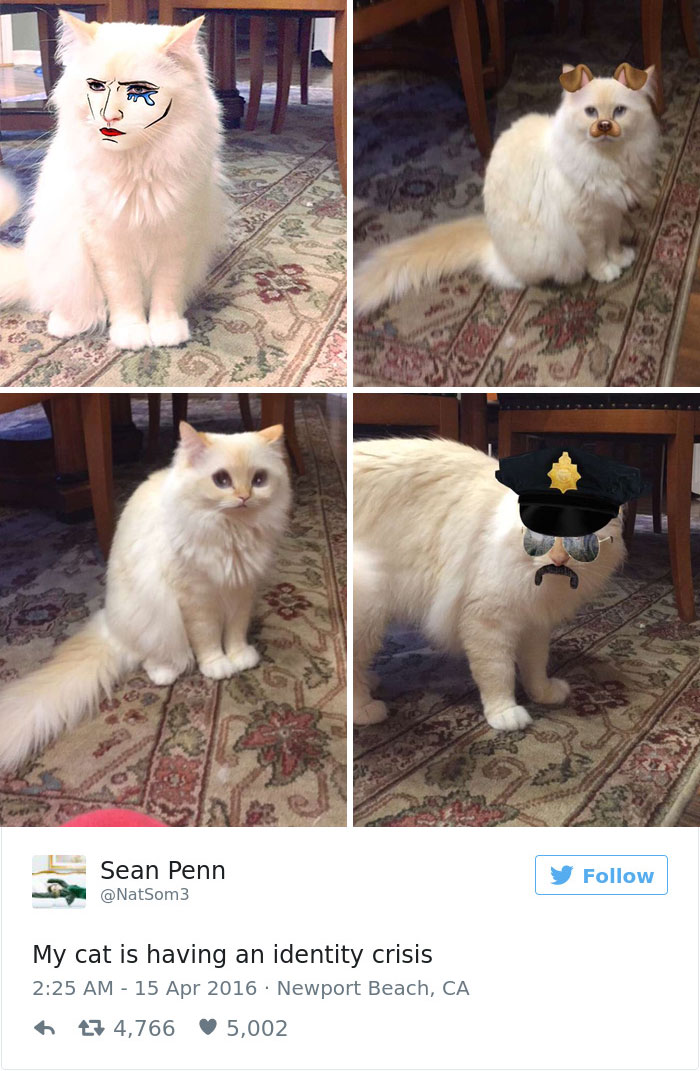 Cats-Twitter-Memes-2016-33