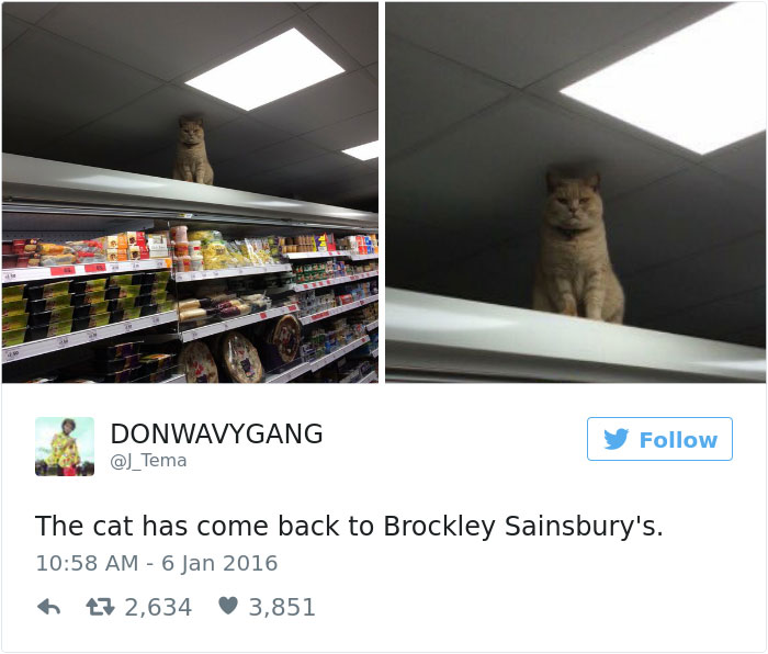 Cats- Twitter-Memes-2016-34