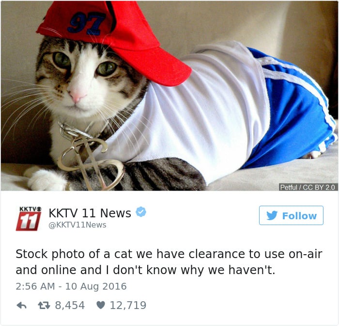 Cats- Twitter-Memes-2016-35
