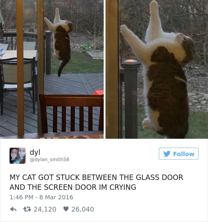 Cats-Twitter-Memes-2016-4