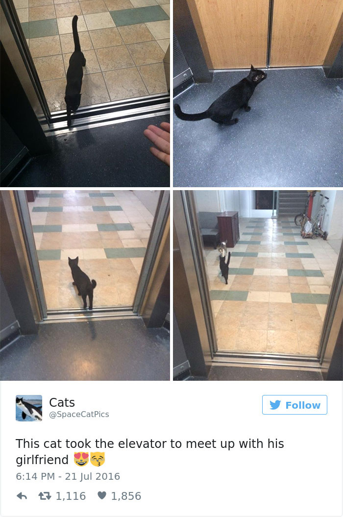 Cats- Twitter-Memes-2016-5
