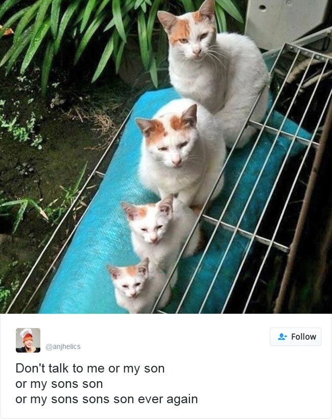 Cats- Twitter-Memes-2016-6