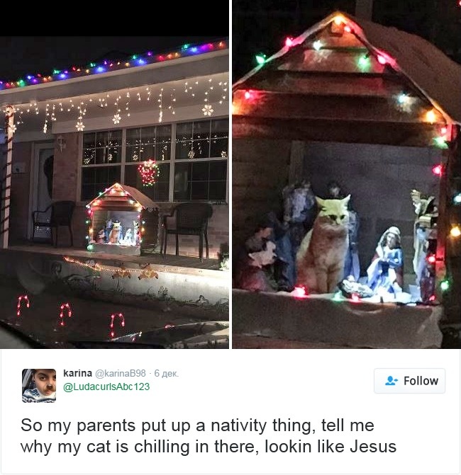 Cats- Twitter-Memes-2016-7