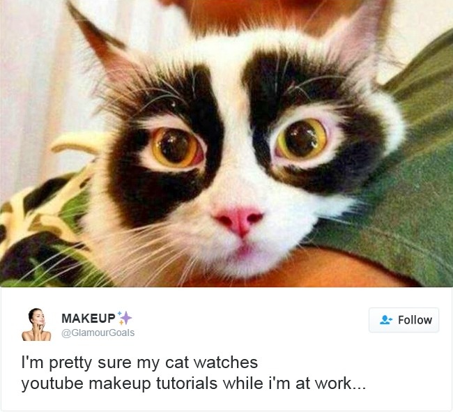 Cats- Twitter-Memes-2016-8