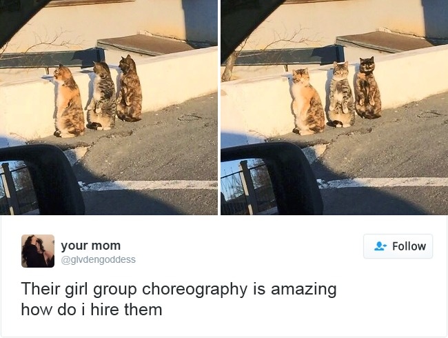 Cats-Twitter-Memes-2016-9