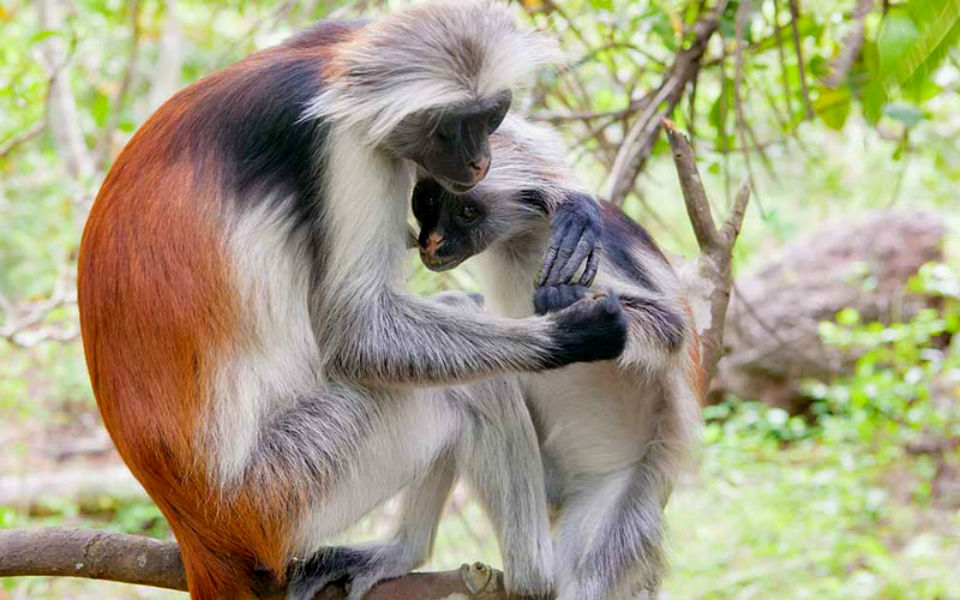 El mundo de animales más maravillosos -08
