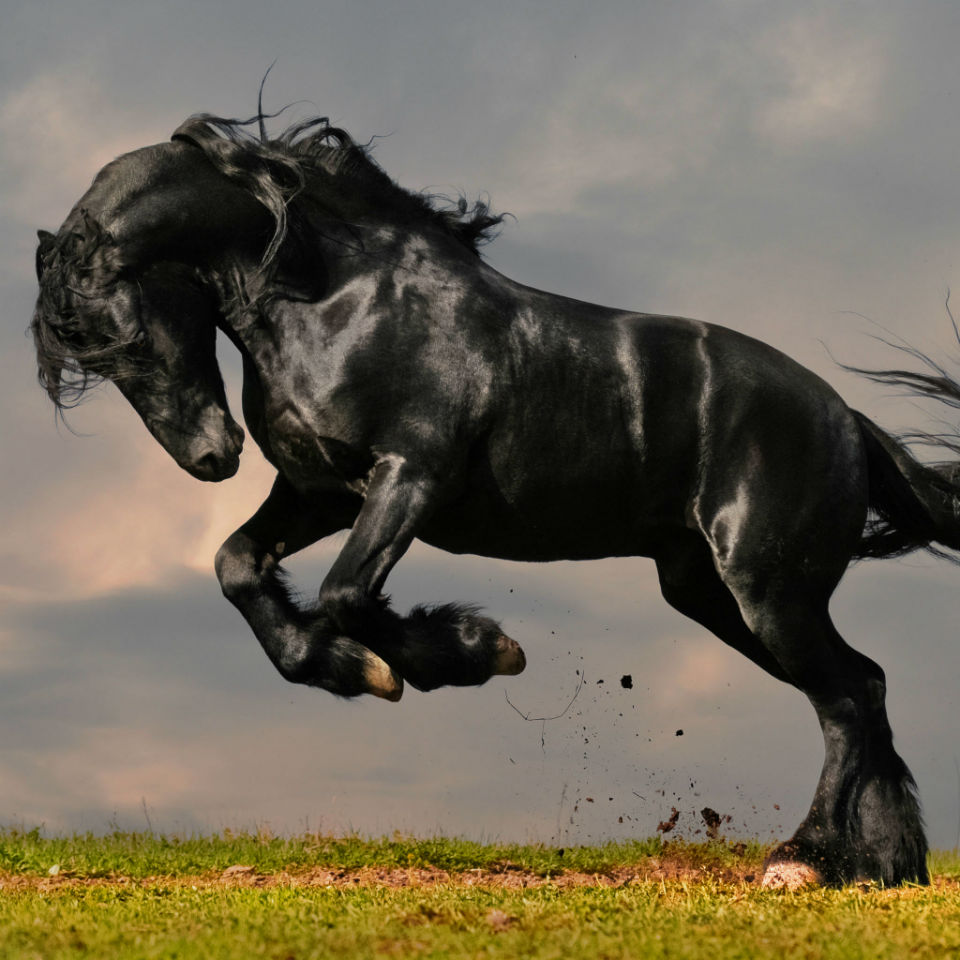 El mundo de animales más maravillosos -12