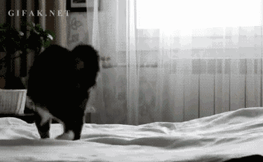 Diversión-cat-attack-gifs-blighten-so-day-02