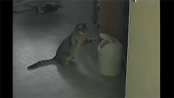 Fun-cat-atack-gif-to blighten-say-04