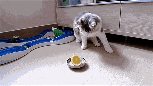 Fun-cat-attack-gif-to blighten-say-05
