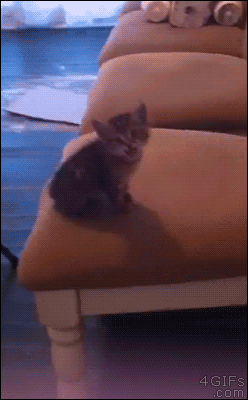 Diversión-cat-attack-gif-to blighten-say-06