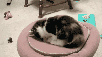 Diversión-cat-attack-gifs-blighten-so-day-07