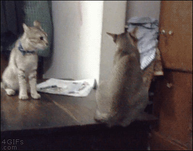 Diversión-cat-attack-gifs-blighten-so-day-08