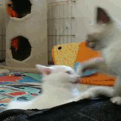 Fun-cat-attack-gif-to blighten-say-09