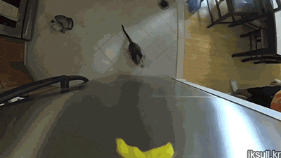 Diversión-cat-atatack-gifs-blighten-so-day-10